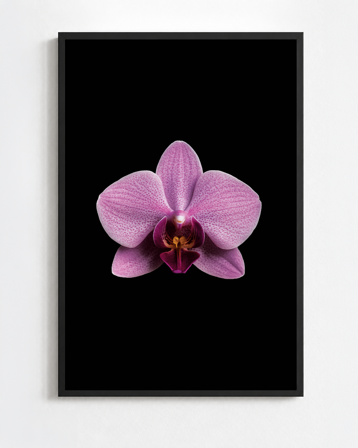 PHALAENOPSIS SCHILLERIANA
