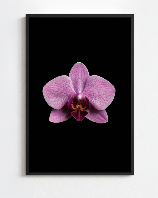 PHALAENOPSIS SCHILLERIANA