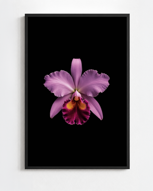 CATTLEYA LABIATA