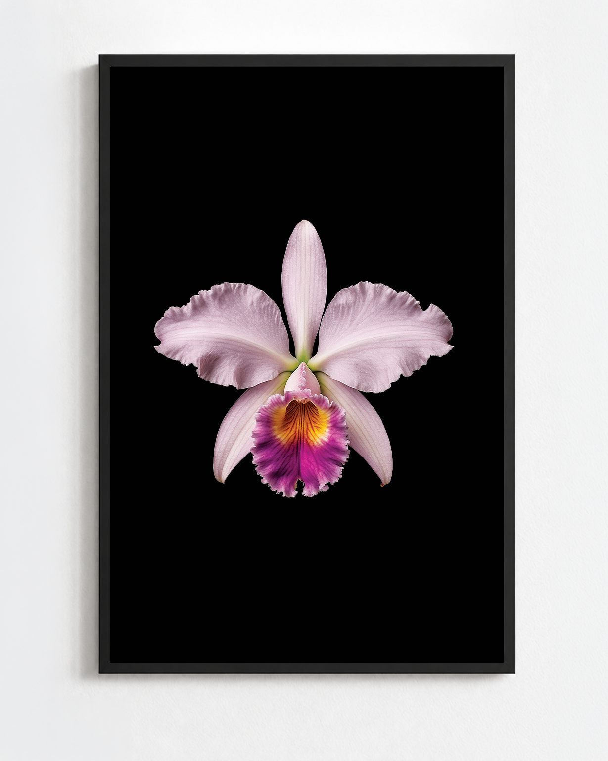 CATTLEYA MOSSIAE