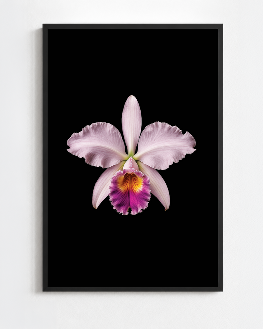 CATTLEYA MOSSIAE