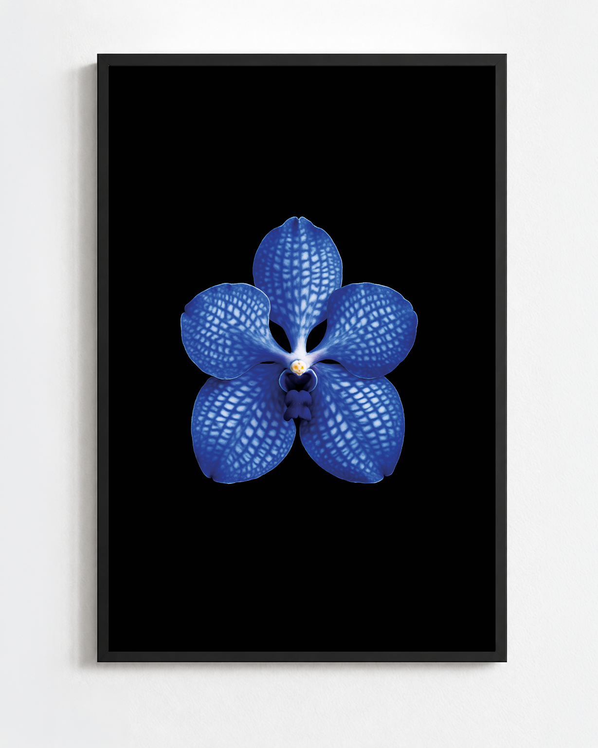 VANDA COERULEA