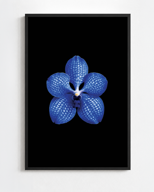 VANDA COERULEA