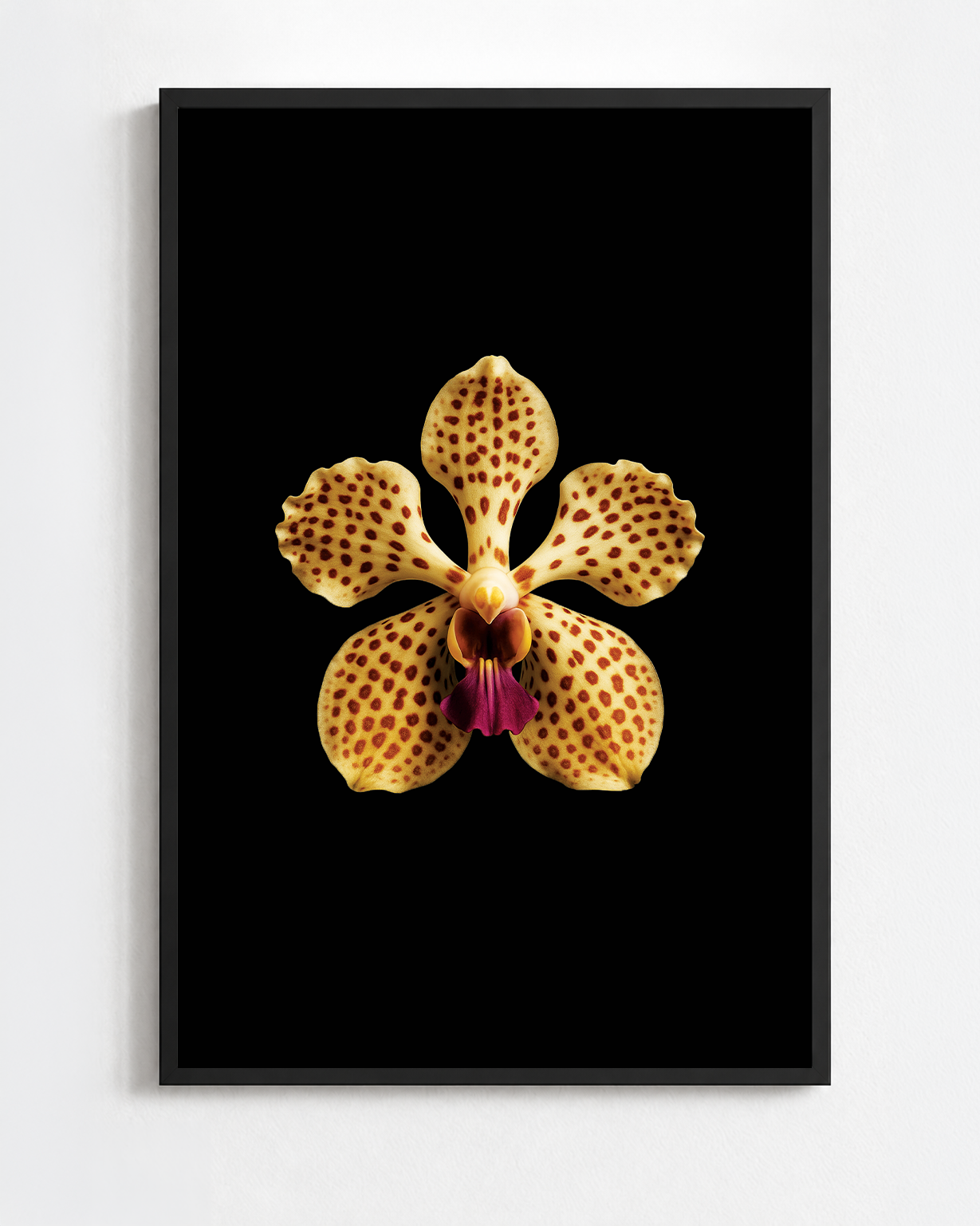 VANDA TRICOLOR