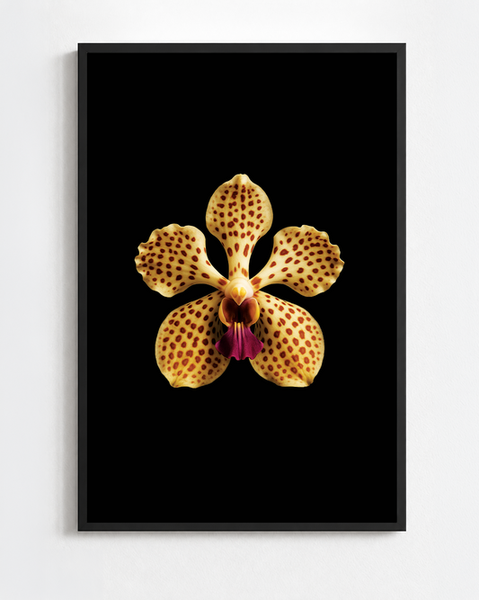 VANDA TRICOLOR