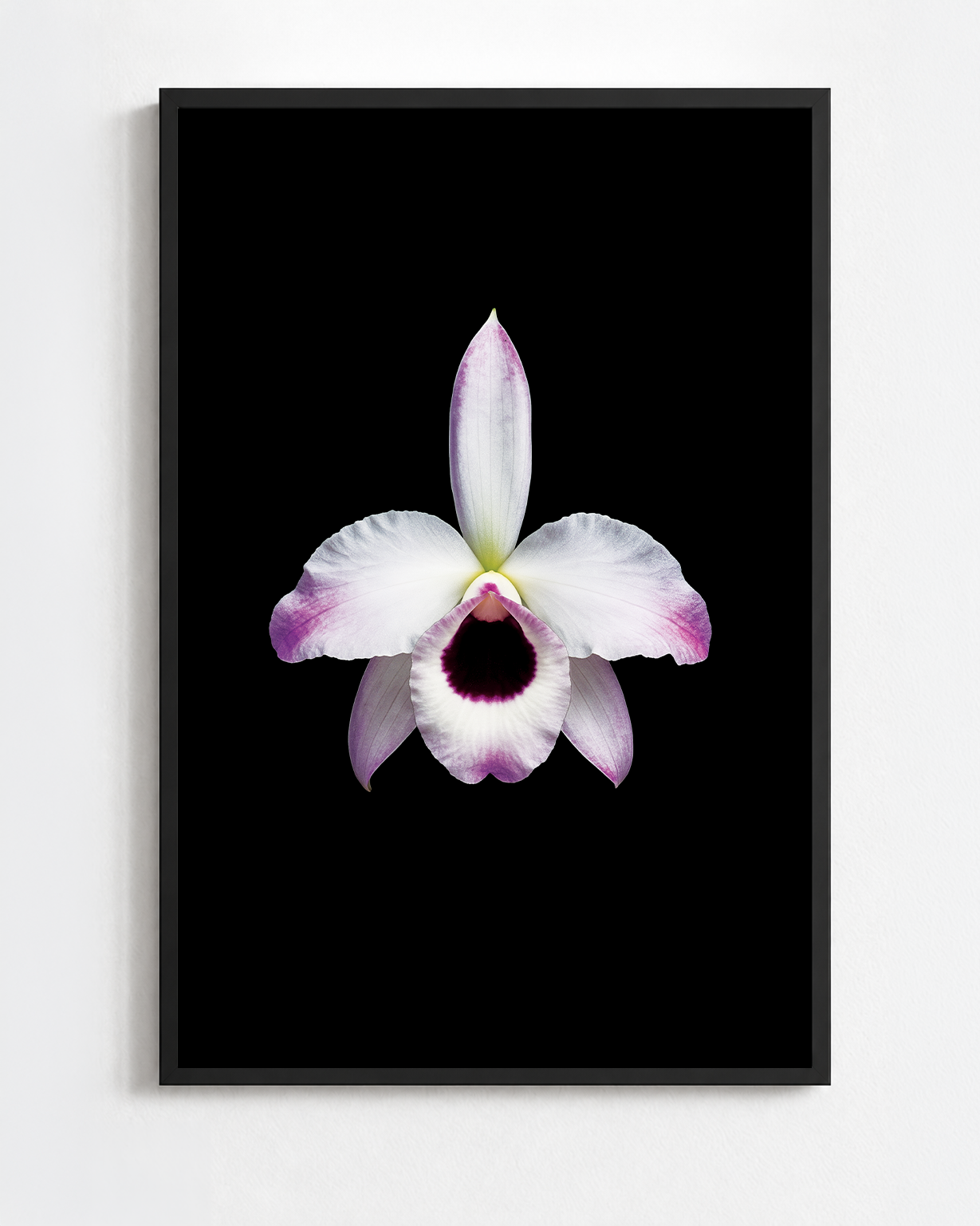 DENDROBIUM NOBILE