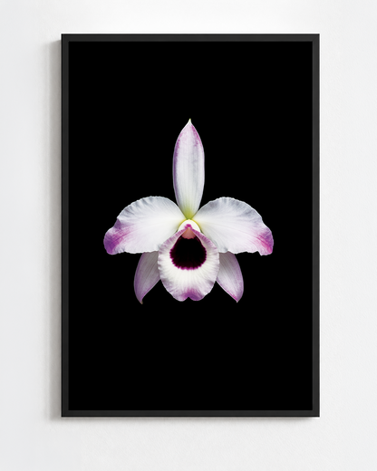 Scientific illustration of the Noble Dendrobium (Dendrobium nobile)