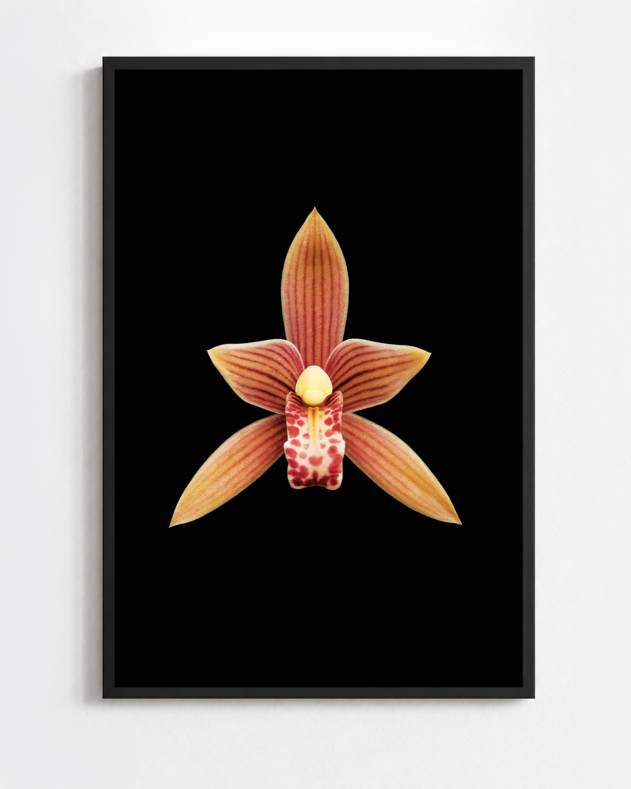 CYMBIDIUM ENSIFOLIUM