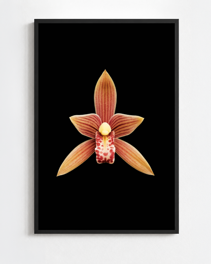 Scientific illustration of the Sword-leaf Cymbidium (Cymbidium ensifolium)