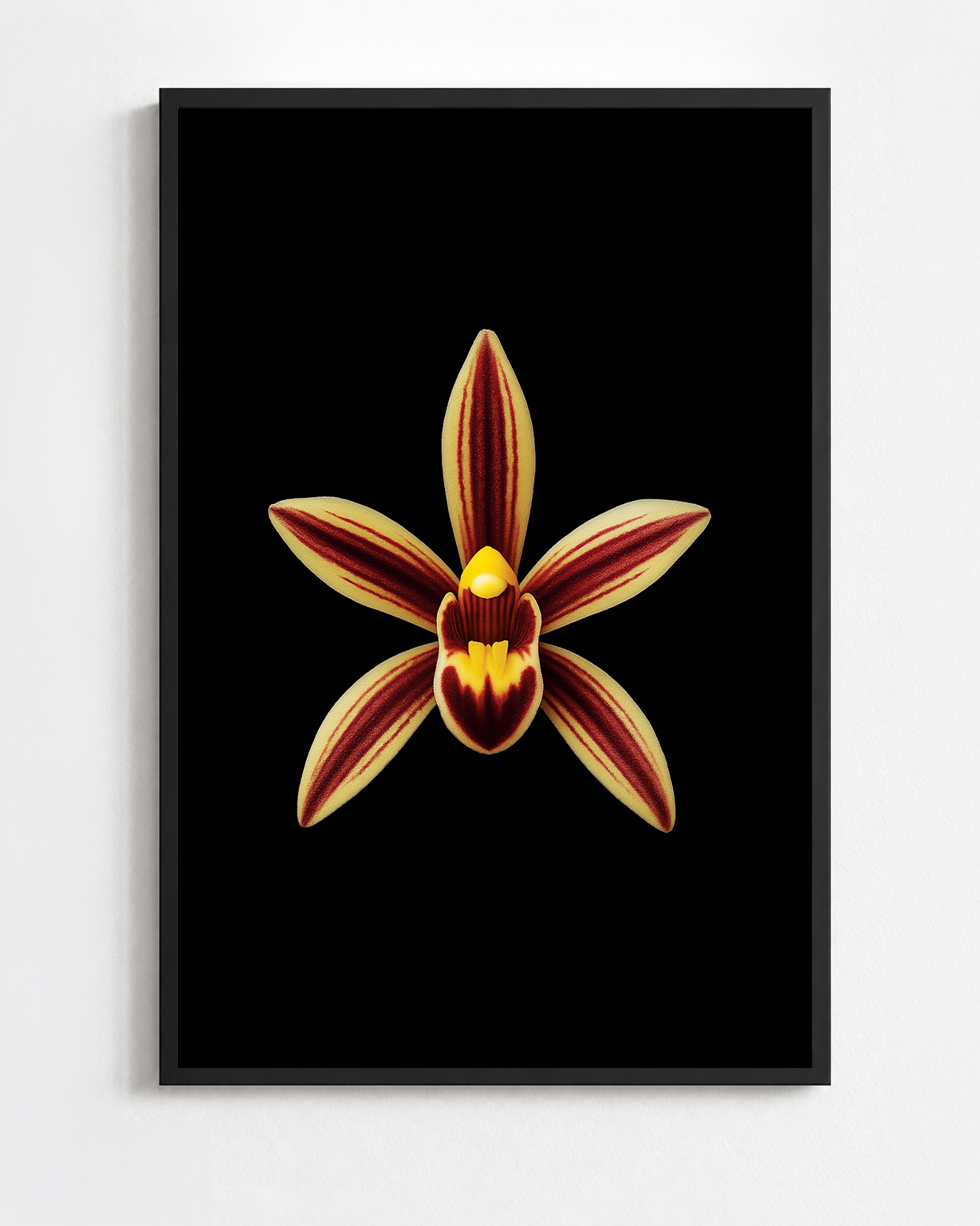 CYMBIDIUM ALOIFOLIUM