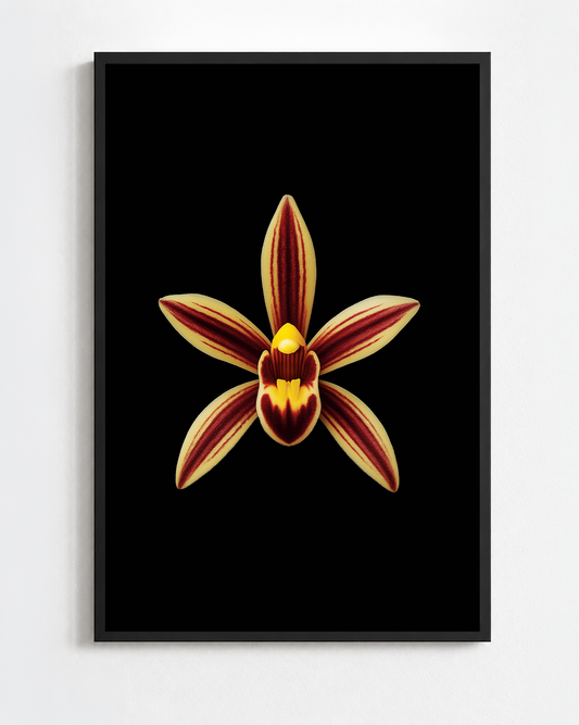 CYMBIDIUM ALOIFOLIUM