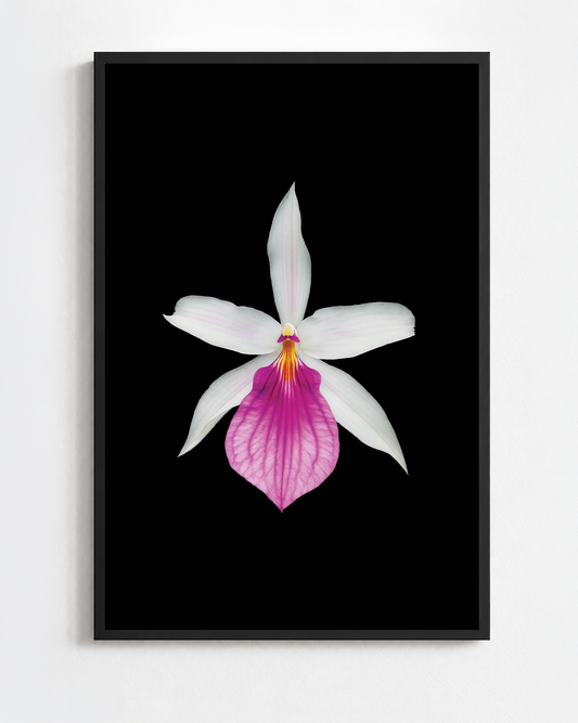 MILTONIA SPECTABILIS