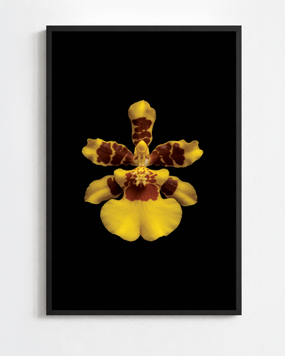 Scientific illustration of the Golden Shower Orchid (Oncidium sphacelatum)