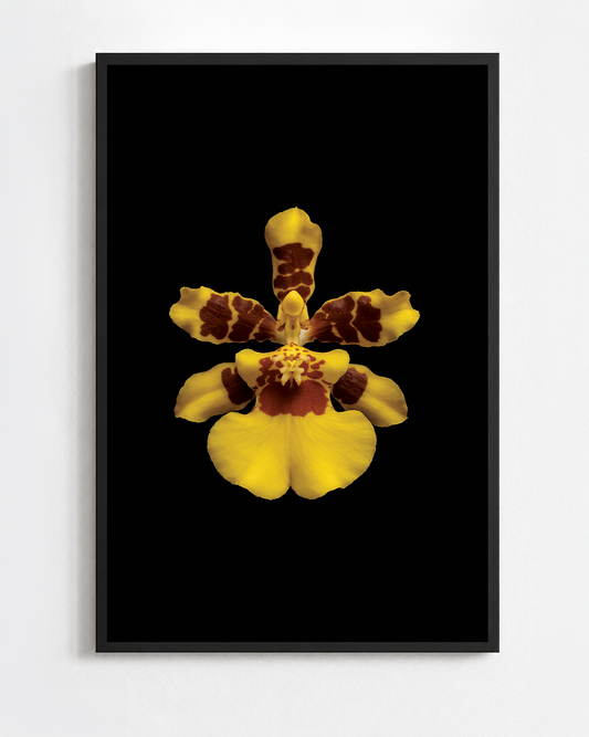 ONCIDIUM SPHACELATUM