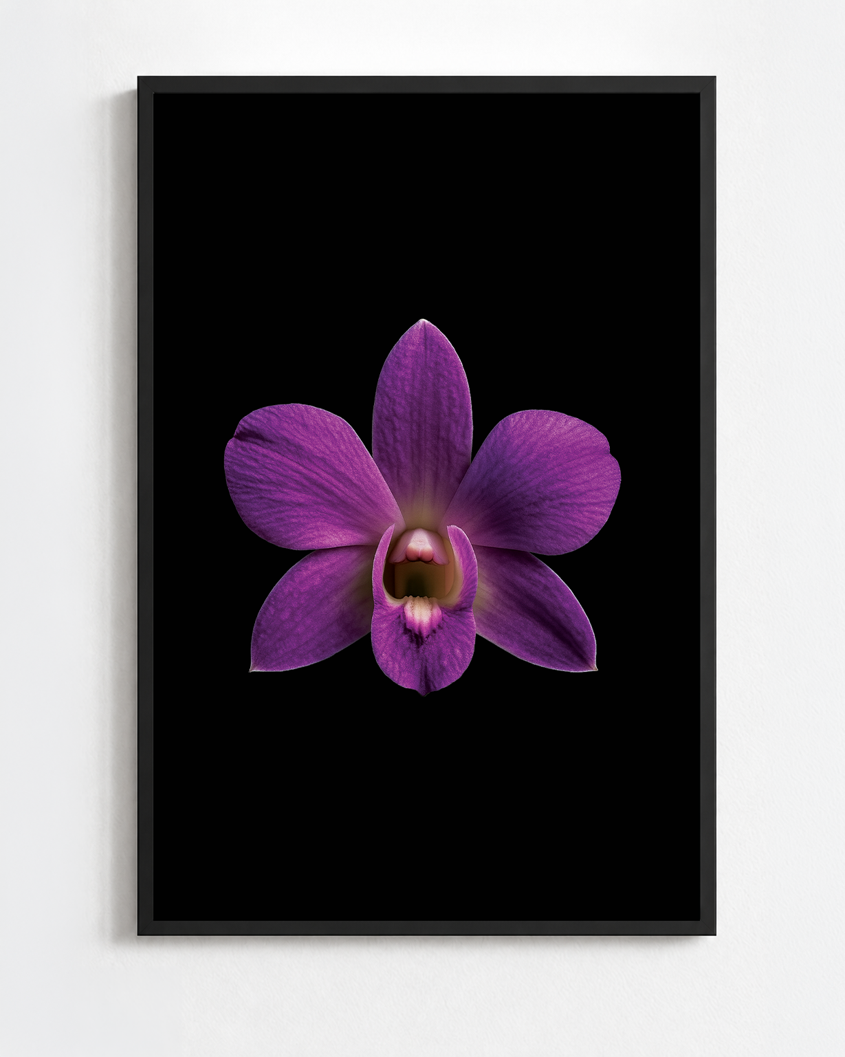 DENDROBIUM PHALAENOPSIS