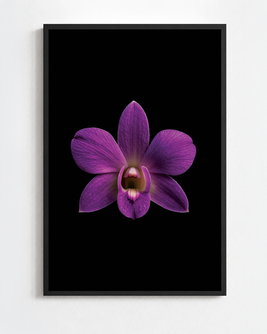 DENDROBIUM PHALAENOPSIS