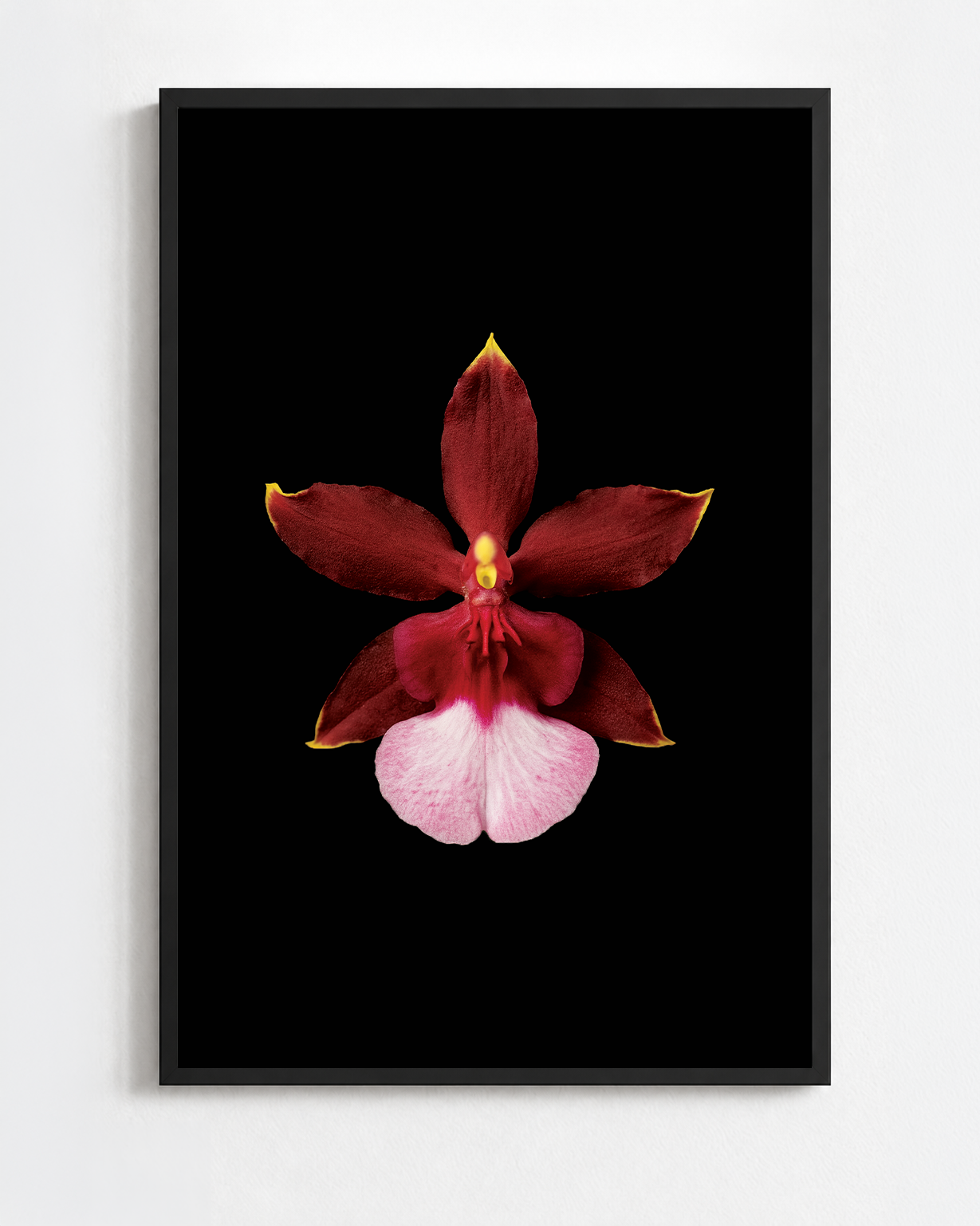 ONCIDIUM SHARRY BABY