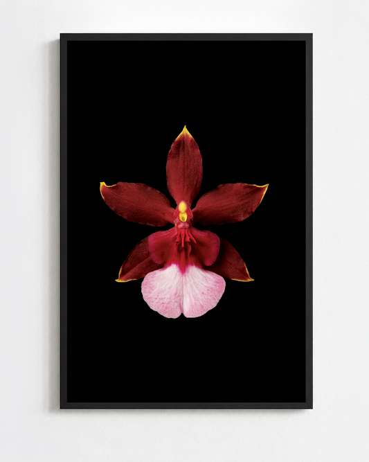 ONCIDIUM SHARRY BABY
