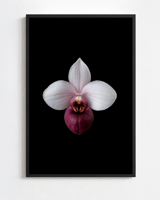 PAPHIOPEDILUM DELENATII