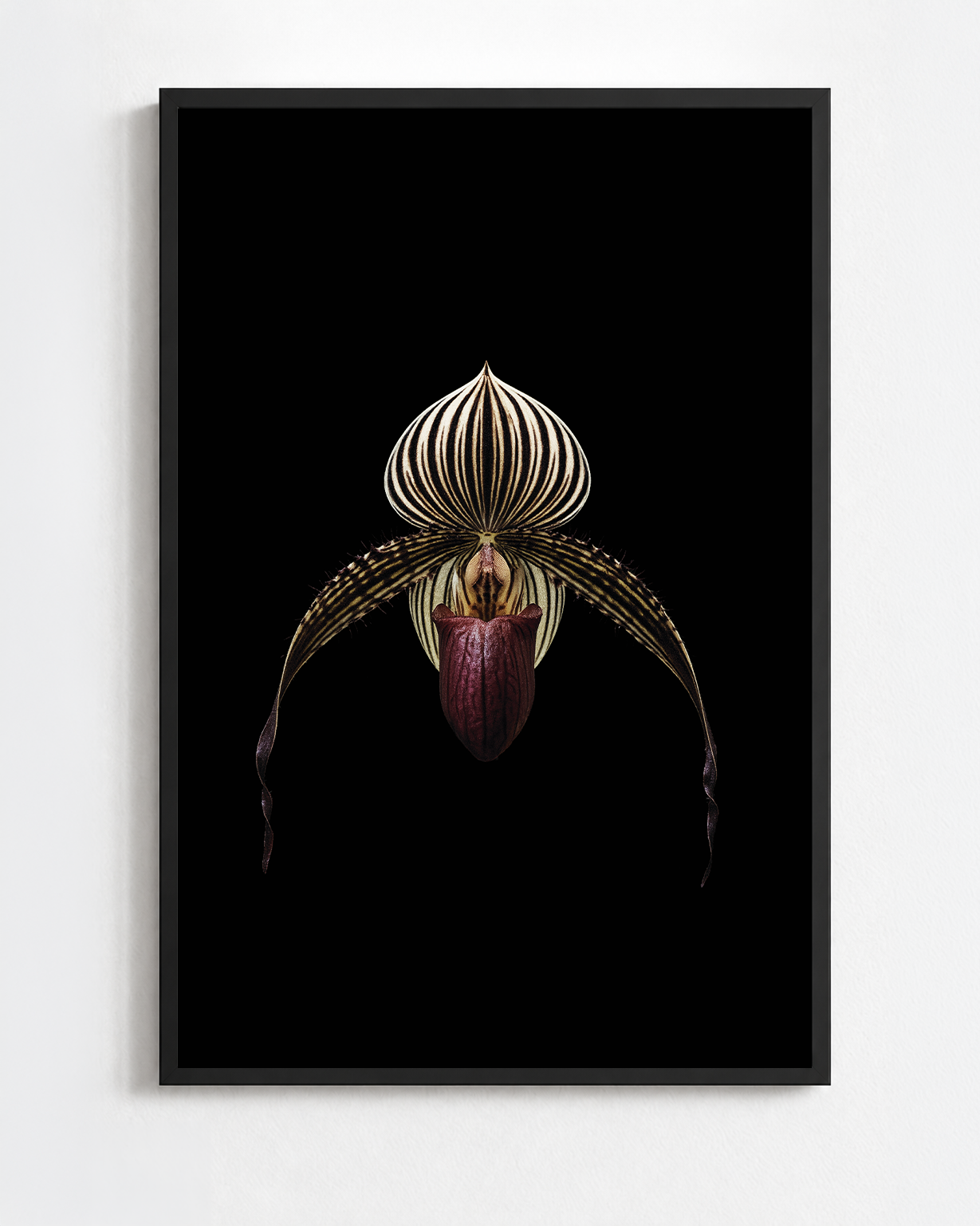 PAPHIOPEDILUM ROTHSCHILDIANUM