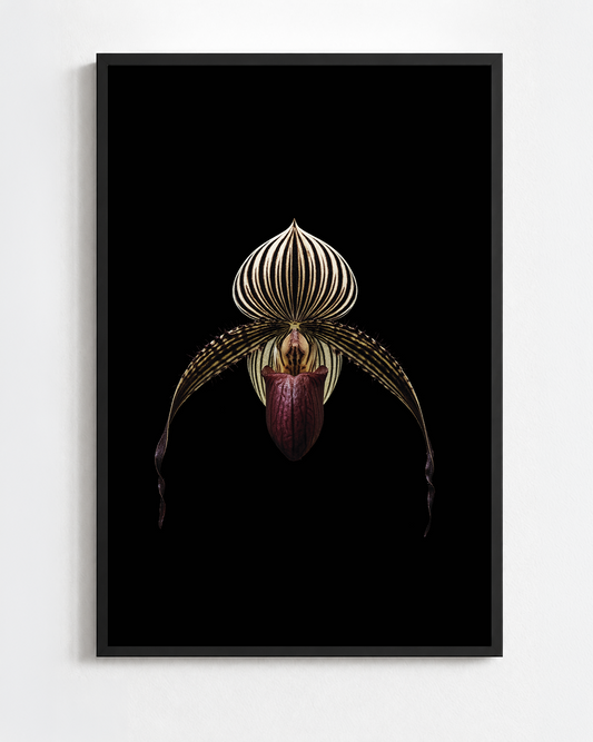 PAPHIOPEDILUM ROTHSCHILDIANUM