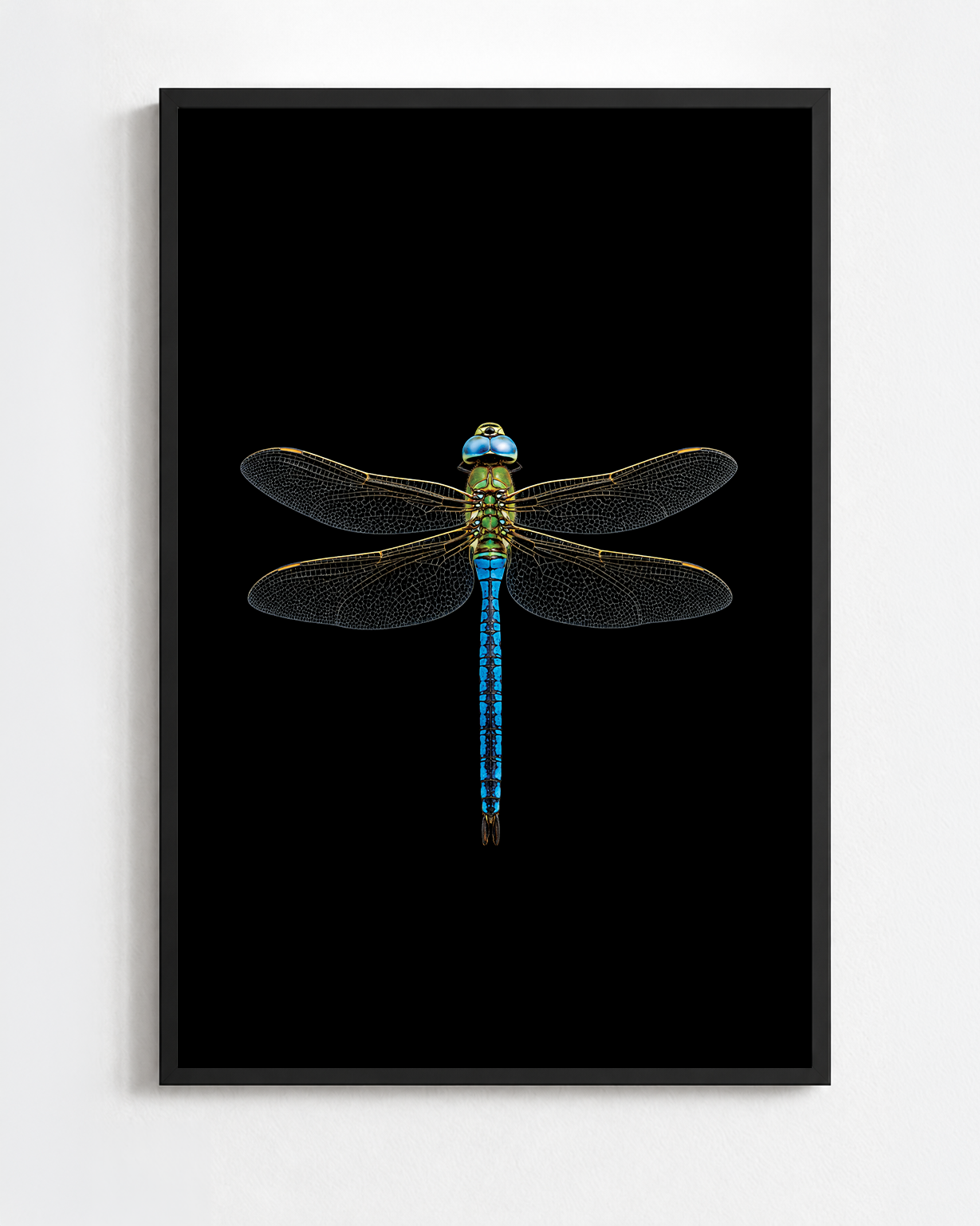 ANAX IMPERATOR