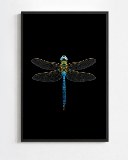 Scientific illustration of the Emperor Dragonfly (Anax imperator)
