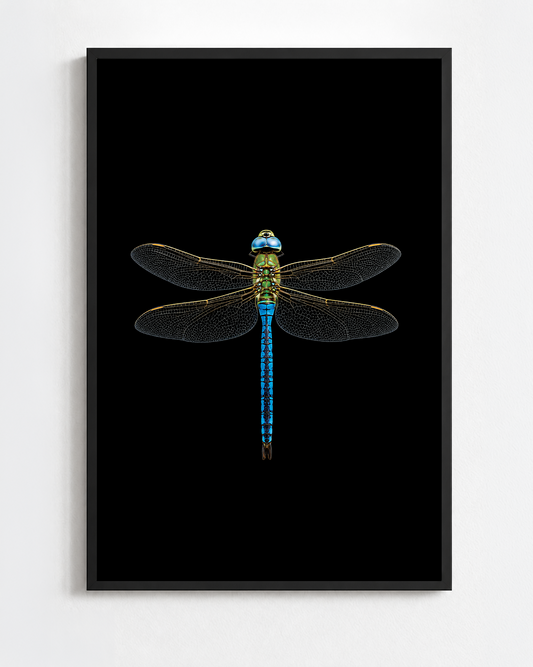 ANAX IMPERATOR