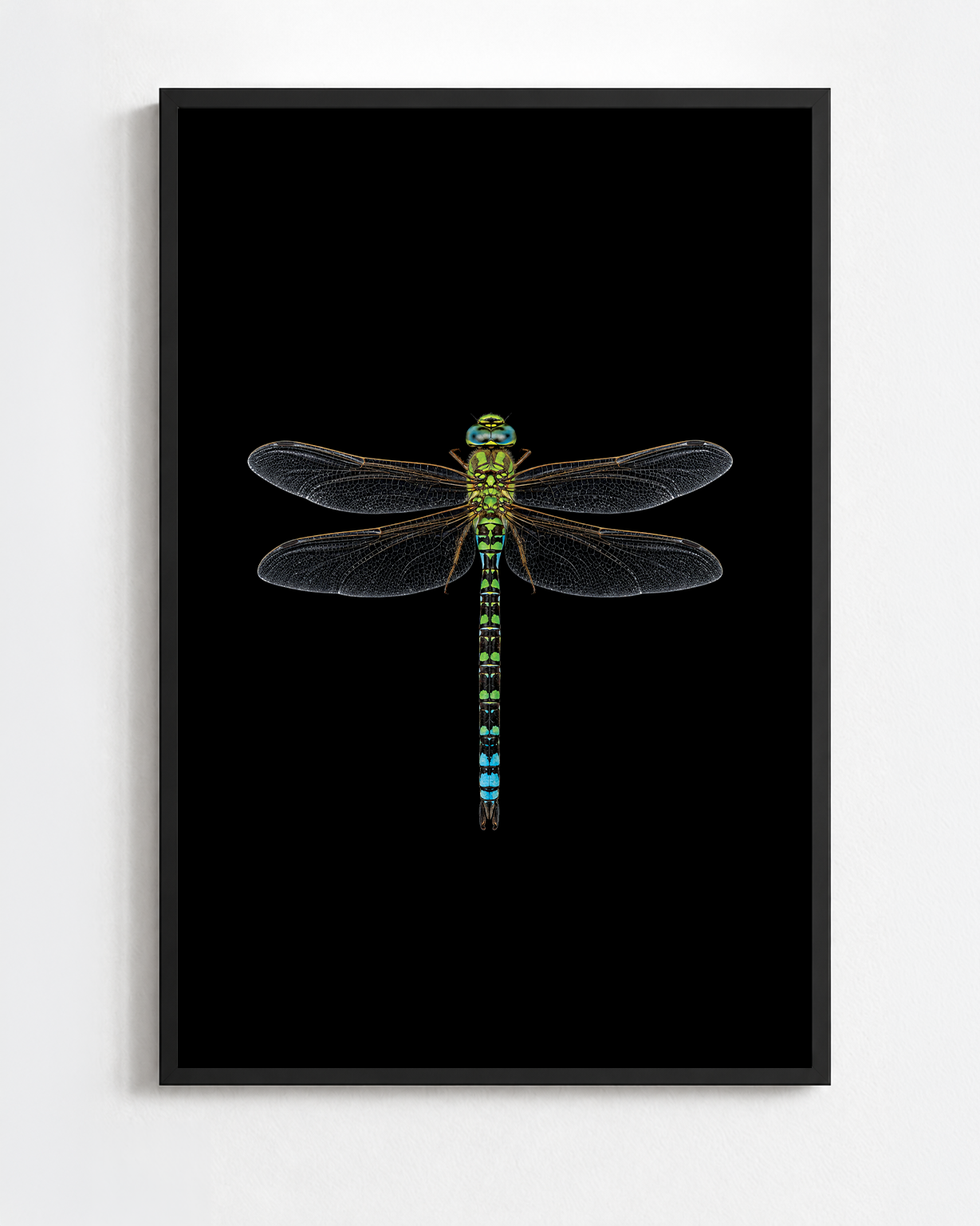 AESHNA CYANEA