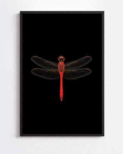 Scientific illustration of the Ruddy Darter dragonfly (Sympetrum sanguineum)