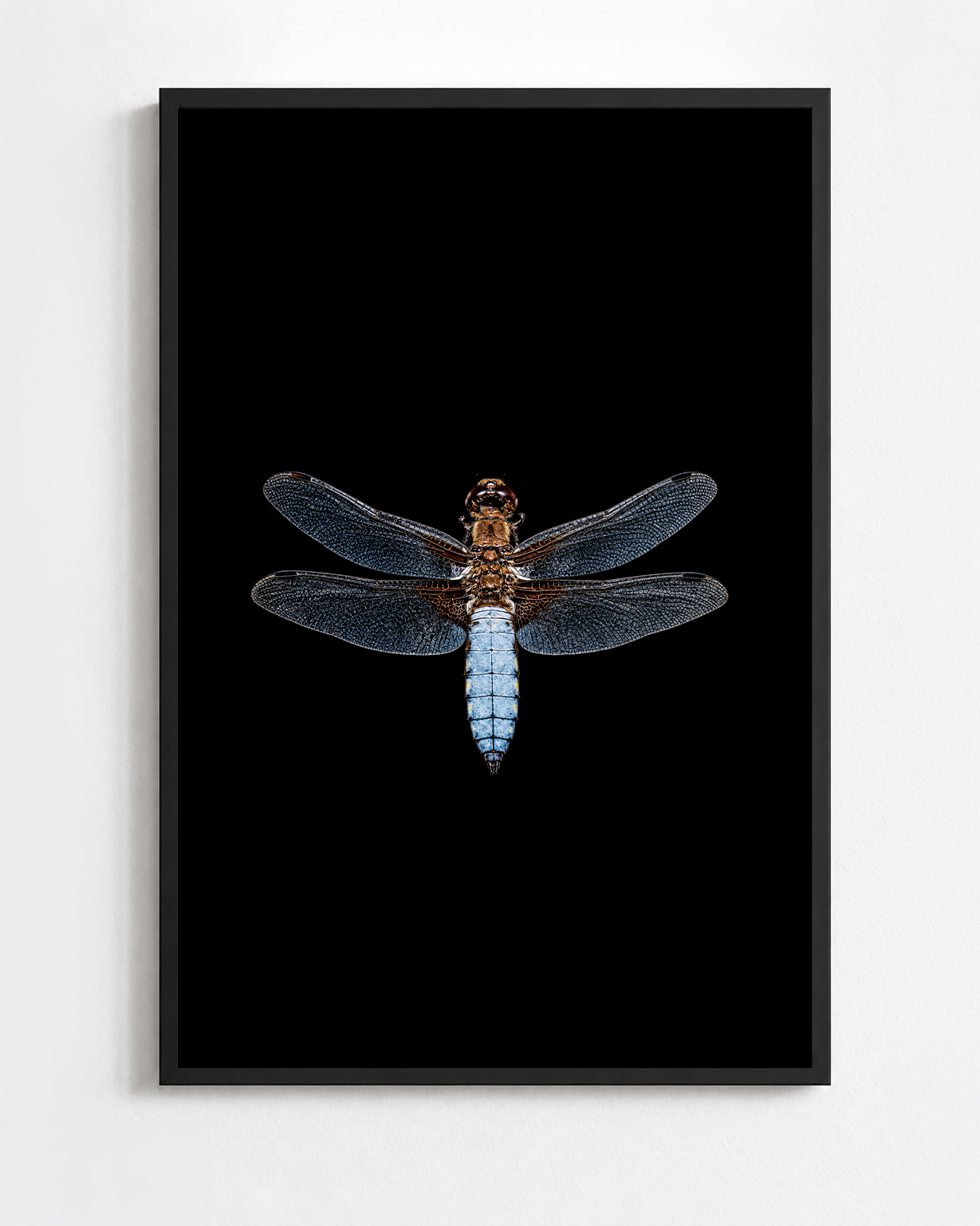 LIBELLULA DEPRESSA