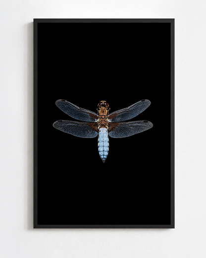 Scientific illustration of the Broad-bodied Chaser dragonfly (Libellula depressa)