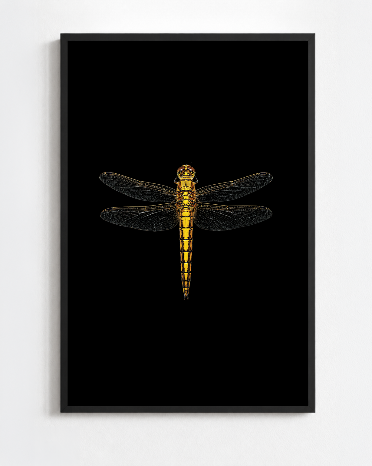ORTHETRUM CANCELLATUM
