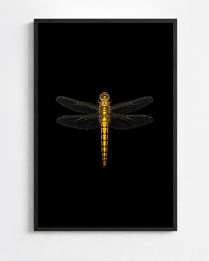 Scientific illustration of the Black-tailed Skimmer dragonfly (Orthetrum cancellatum)