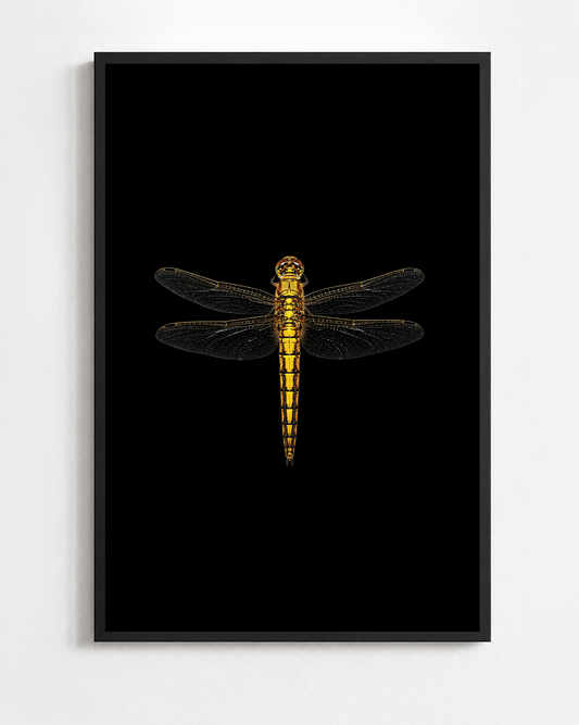ORTHETRUM CANCELLATUM