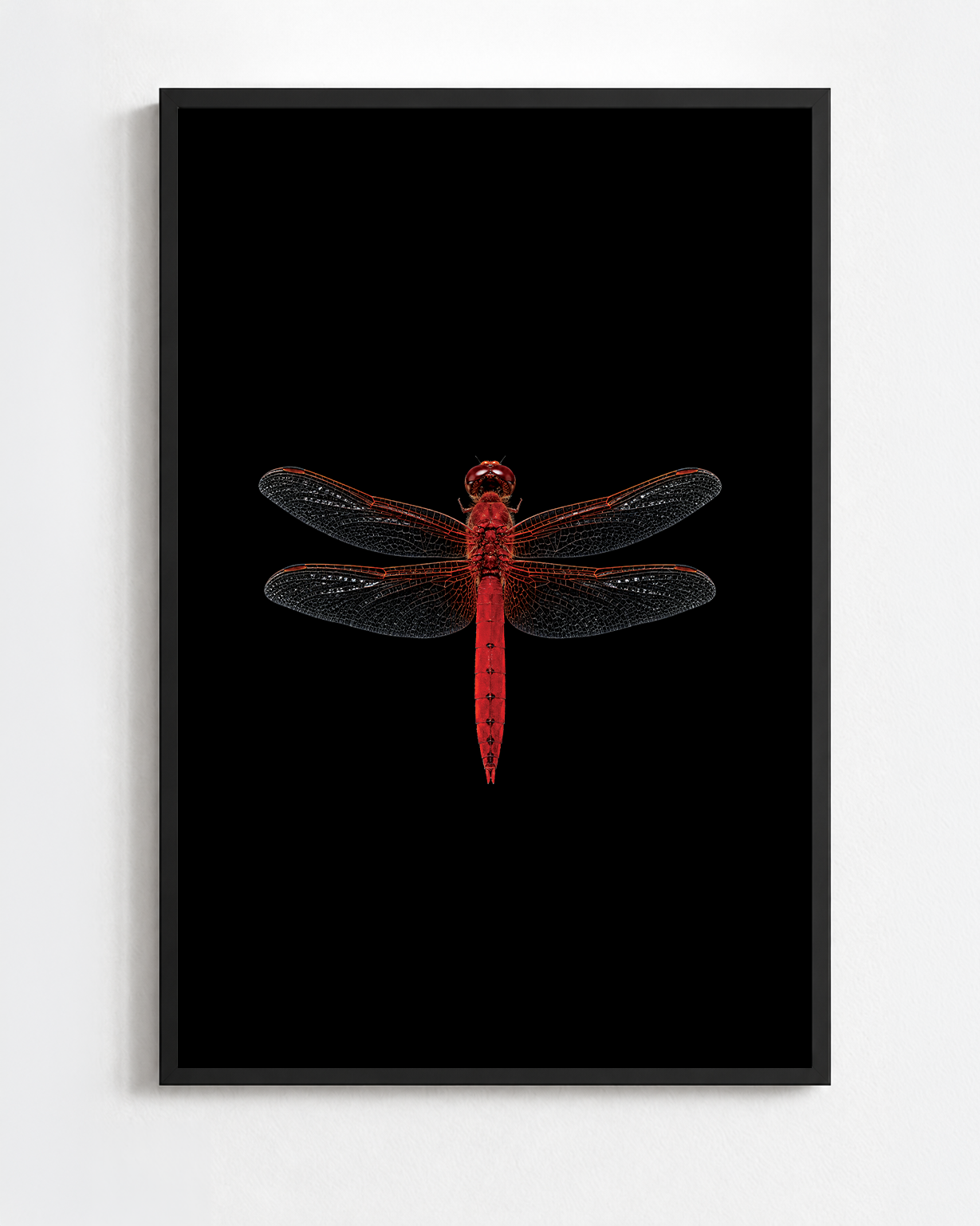 CROCOTHEMIS ERYTHRAEA