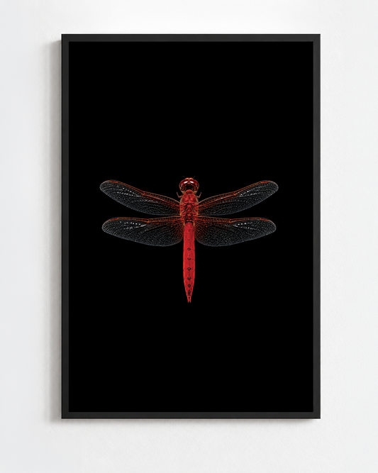 CROCOTHEMIS ERYTHRAEA