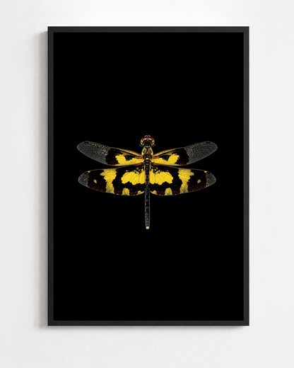 Scientific illustration of the Common Picture Wing dragonfly (Rhyothemis variegata)
