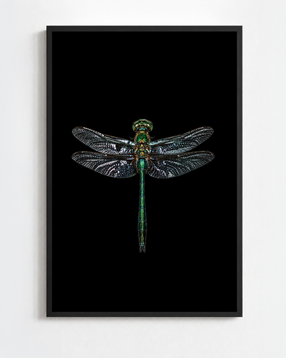 Scientific illustration of the Brilliant Emerald dragonfly (Somatochlora metallica)