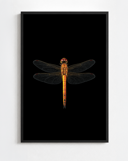 Scientific illustration of the Wandering Glider dragonfly (Pantala flavescens)