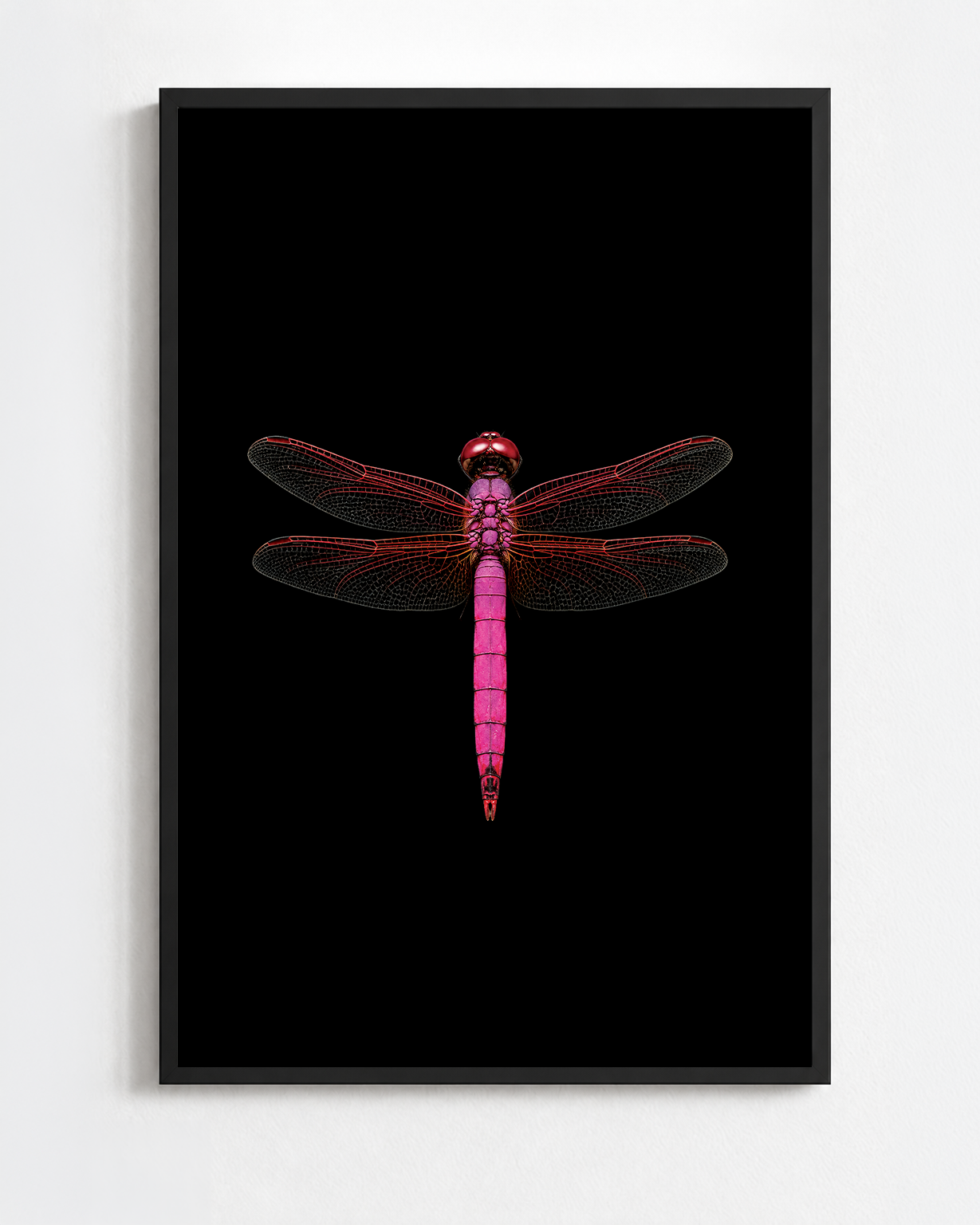 TRITHEMIS ANNULATA
