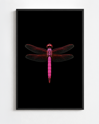 Scientific illustration of the Violet Dropwing dragonfly (Trithemis annulata)