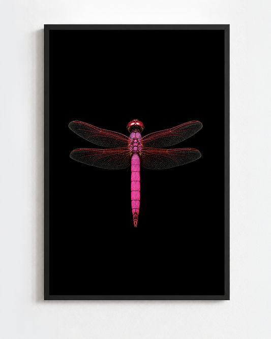 TRITHEMIS ANNULATA