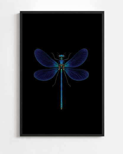 Scientific illustration of the Beautiful Demoiselle dragonfly (Calopteryx virgo)