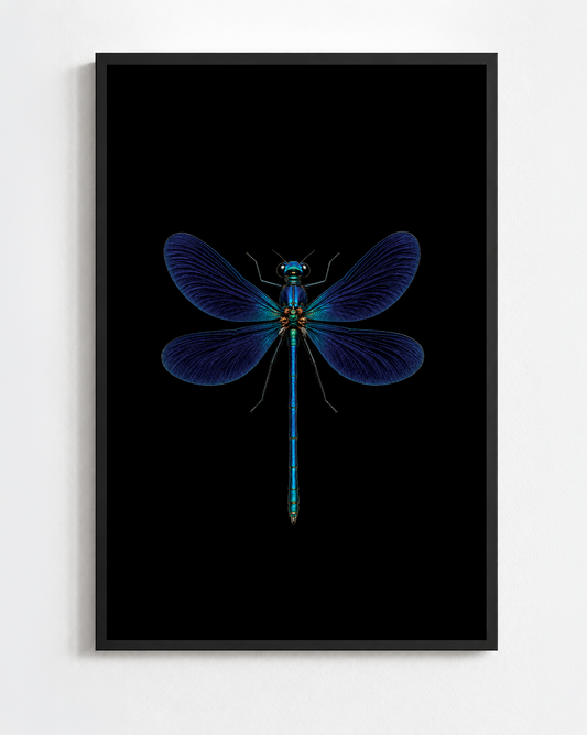 CALOPTERYX VIRGO