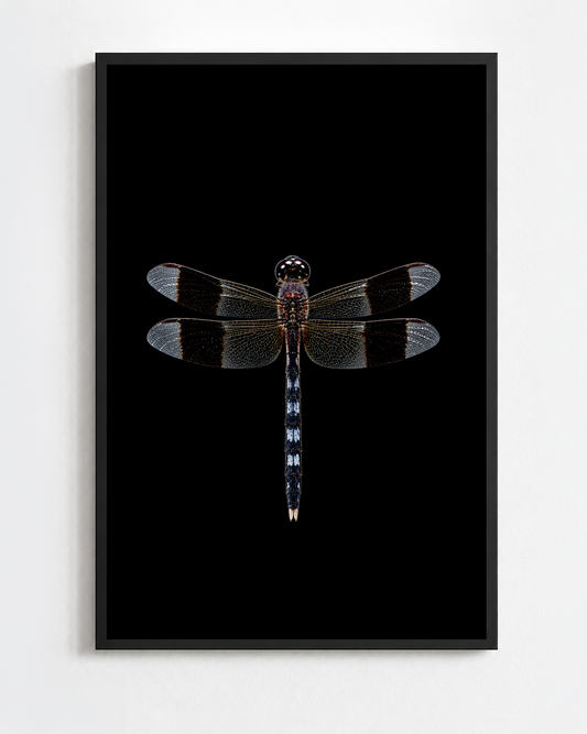 ERYTHRODIPLAX UMBRATA