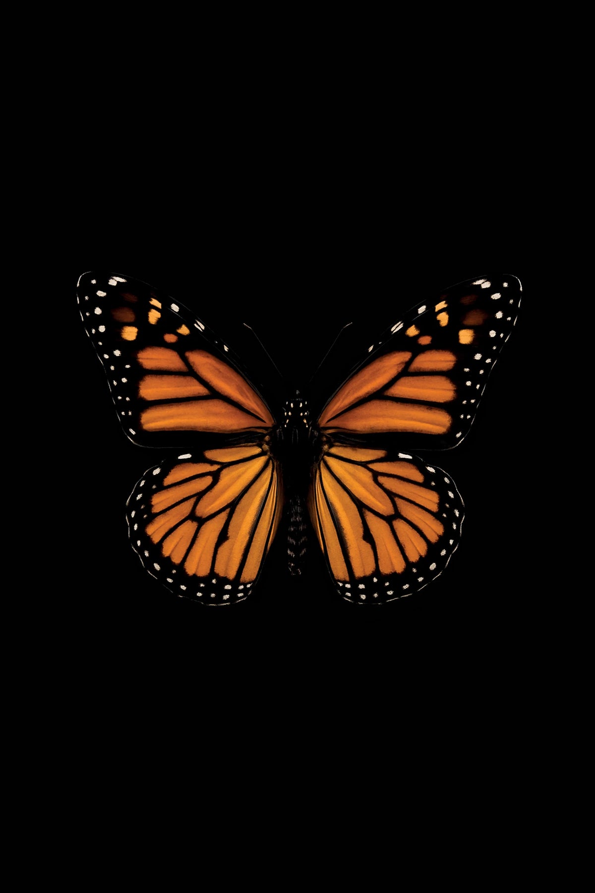 Scientific illustration of the Monarch Butterfly (Danaus plexippus)
