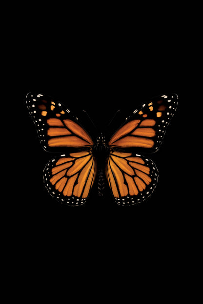 Scientific illustration of the Monarch Butterfly (Danaus plexippus)