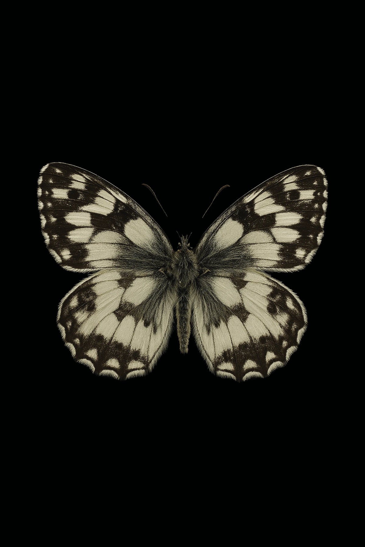 Scientific illustration of the Marbled White (Melanargia galathea)