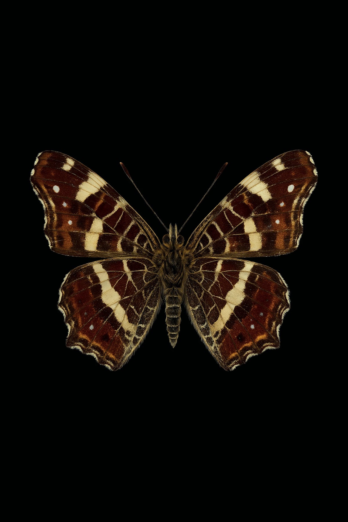 Scientific illustration of the Map Butterfly (Araschnia levana)